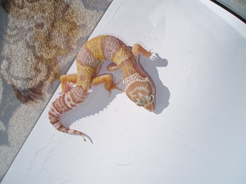 New_Albino het. blizzard 0,1.jpg