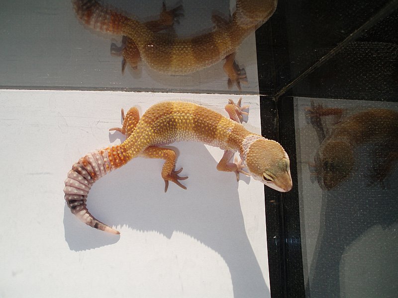 New_SH tangerine carrot tail baldy het. albino 0,1.jpg