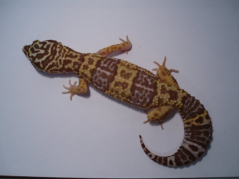 New_Albino het. blizzard 0,1.jpg