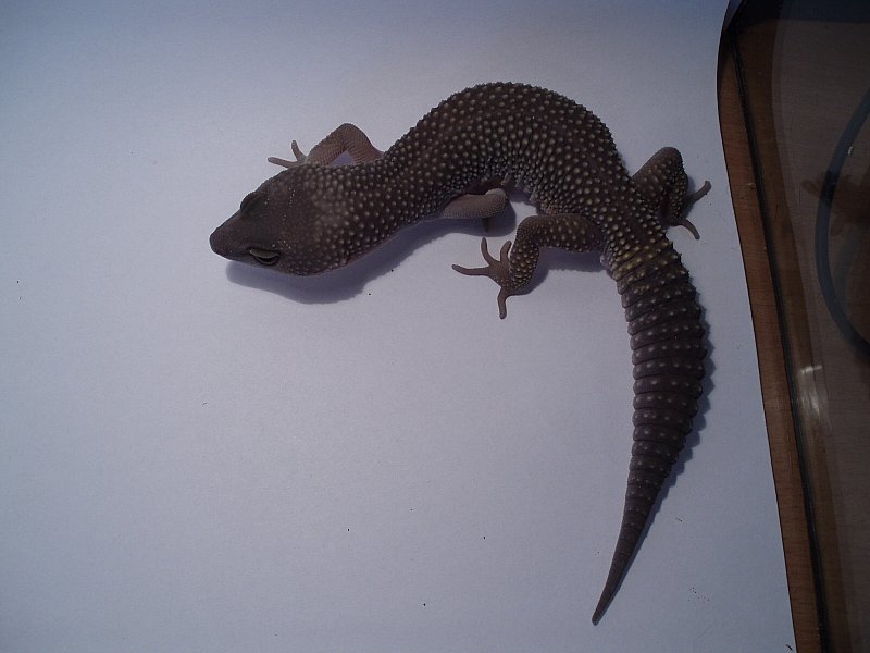 New_Blizzard hez. albino 1,0.jpg