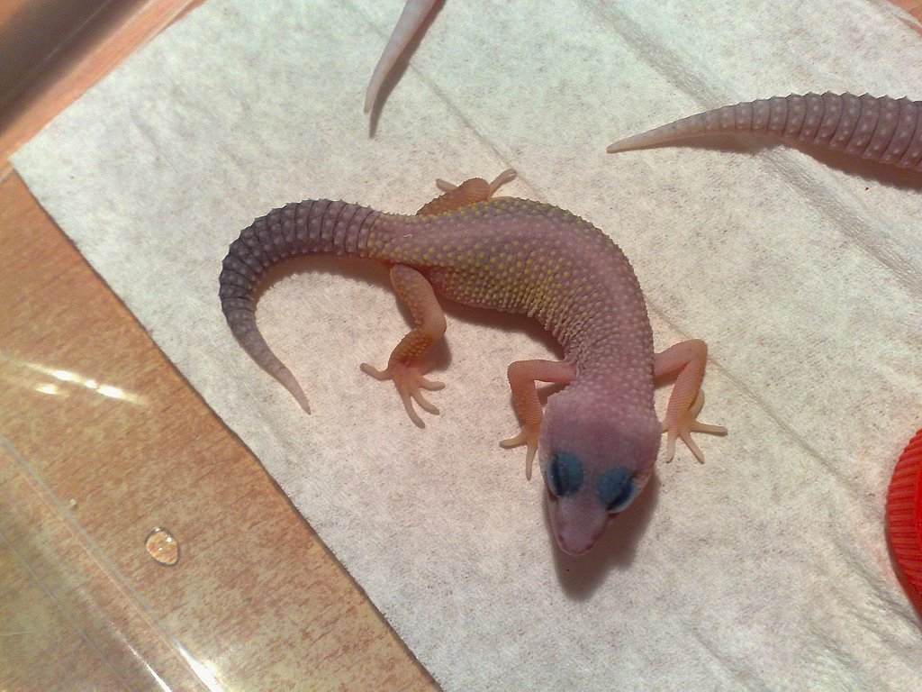 New_Blizzard het. albino.jpg