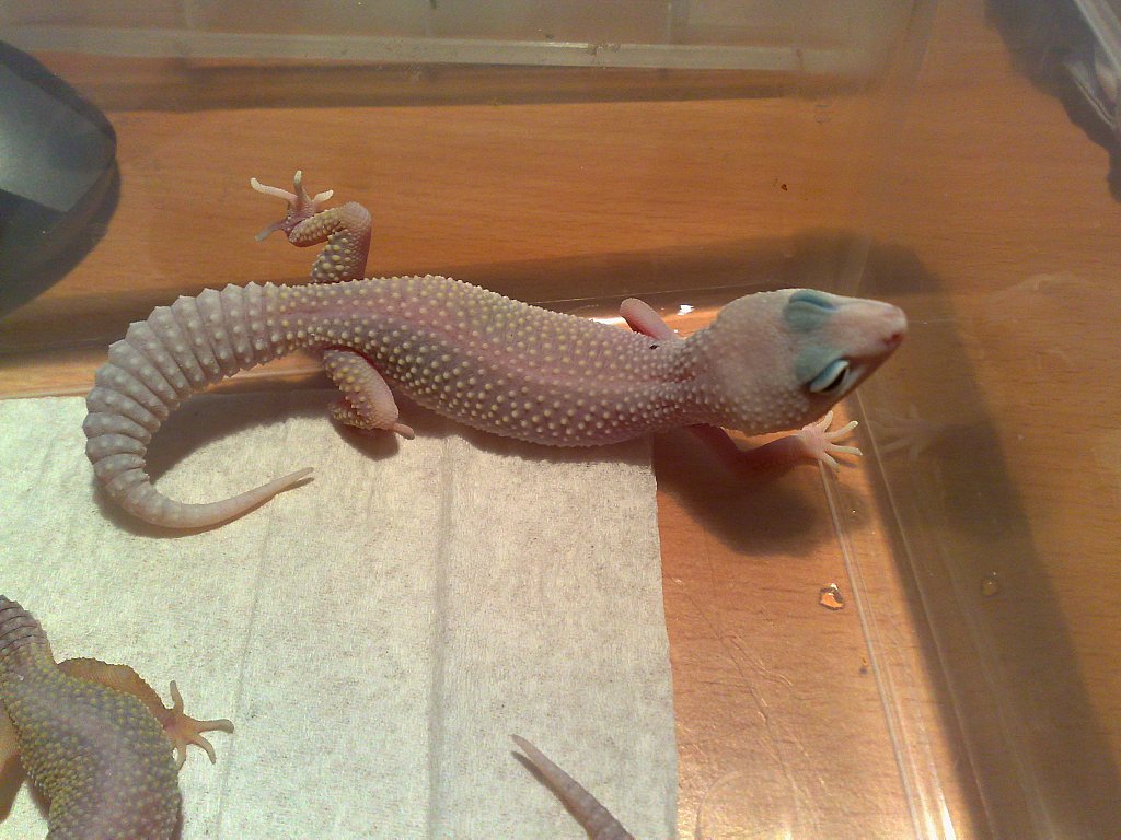 New_Blizzard het. albino2.jpg