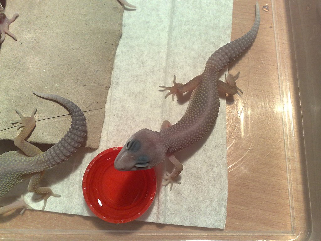 New_Blizzard het. albino3.jpg