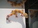 New_SH tangerine carrot tail baldy het. albino 0,1.jpg